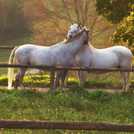 Liebesnesterl Bergwirt - Boutique 4*